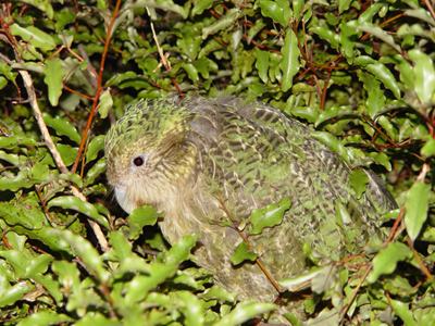 Der Kakapo ist mit seinem grünlichen Gefieder gut im Laub getarnt. Foto: Mnolf | Lizenz: GNU-Lizenz für freie Dokumentation.