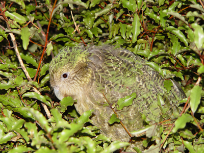 Der Kakapo ist mit seinem grünlichen Gefieder gut im Laub getarnt. Foto: Mnolf | Lizenz: GNU-Lizenz für freie Dokumentation. Der Kakapo ist mit seinem grünlichen Gefieder gut im Laub getarnt. Foto: Mnolf | Lizenz: GNU-Lizenz für freie Dokumentation.