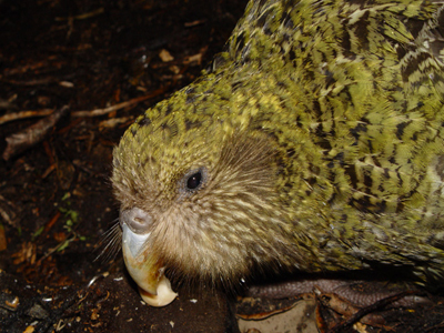 Portrait eines Kakapos, Gesichtsschleier und Schnabelborsten sind gut sichtbar. Foto: Mnolf | Lizenz: GNU-Lizenz für freie Dokumentation.