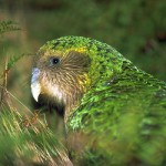 Der Kakapo