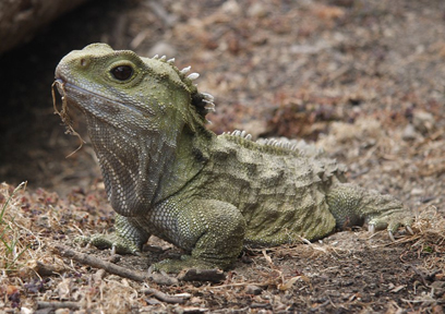 Lebende Fossilien auf Neuseeland