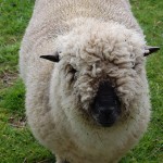 Schaf in Neuseeland